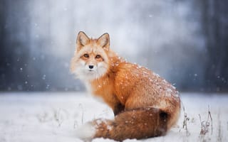 Обои снег, лиса, зима, лисица