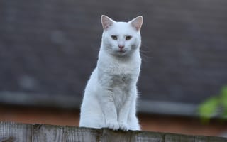 Картинка кот, белый, забор