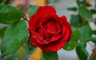 Обои капли, red rose, роза, красная, drops