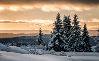 Картинка снег, лес, lillehammer, лиллехаммер, норвегия, зима, ели