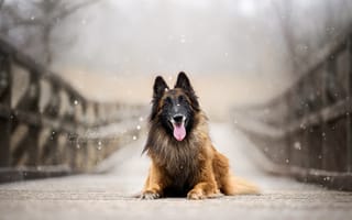 Картинка мост, собака, взгляд