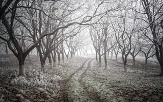 Картинка дорога, деревья, зима, природа