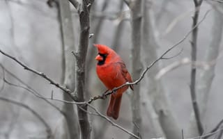 Обои природа, кардинал, птица