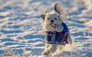 Картинка снег, настроение, зима, собака, прогулка, игрушка