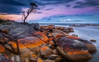 Картинка небо, австралия, дерево, tasmania, binalong bay, море, камни, побережье, горизонт