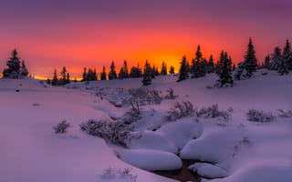 Картинка деревья, зима, снег, природа, закат, вечер