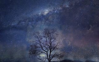 Картинка ночь, дерево, звезды