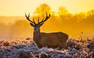 Обои олень, sunset, закат, horns, dusk, рога, deer