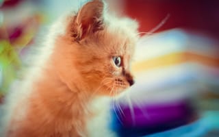 Картинка макро, котенок, милость, пушистый, кошка, красивый котик