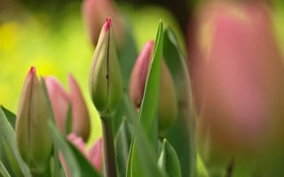Картинка бутон, весна, букет, тюльпаны