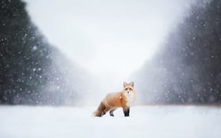 Обои снег, природа, лиса, лисица, зима