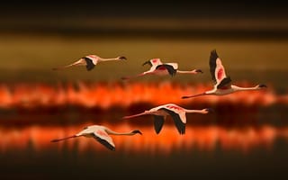 Картинка озеро, фламинго, полет, птицы