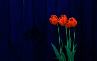 Картинка цветы, тюльпаны, деревянная, поверхность, синий