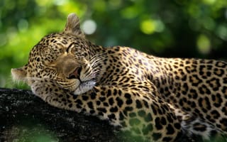 Обои животные, леопард, дикие кошки, спящий леопард