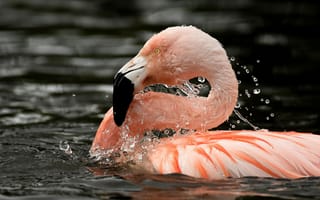 Картинка вода, птица, фламинго
