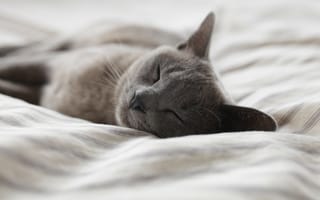 Картинка кот, сон, постель, кошка