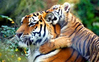 Картинка тигр, дикие кошки, животные, тигренок