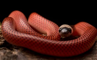 Картинка змея, black-collared snake, drepanoides anomalus