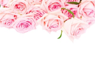 Обои розы, влюбленная, цветы, роз, розовые розы, пинк, романтик