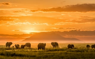 Картинка свет, горы, африка, слоны