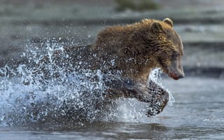 Картинка вода, брызги, бег, медведь