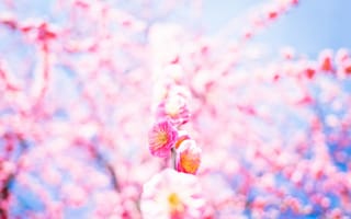 Картинка цветение, весна, сакура