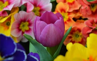 Обои цветы, фиолетовый тюльпан, примула, весна, весенние, тюльпан