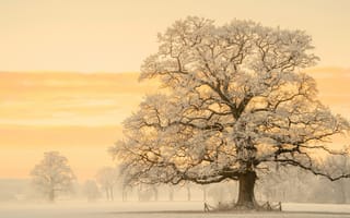 Картинка свет, утро, дерево, германия, снег, дуб, дымка, природа, lars van de goor, фотограф, зима