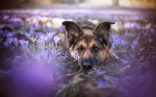 Картинка цветы, друг, немецкая овчарка, собака