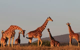 Картинка вечер, закат, солнце, жирафы, природа