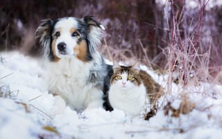 Картинка снег, собака, кошка, австралийская овчарка, зима