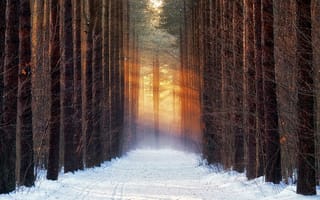 Обои дорога, деревья, снег, лес, зима