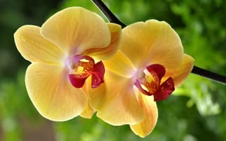 Картинка макро, цветок, жёлтая, орхидея