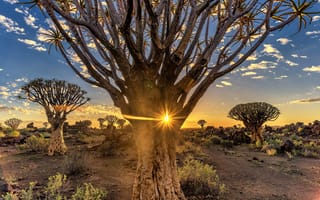Картинка деревья, пустыня, солнце, вечер, quiver tree, намибия, африка