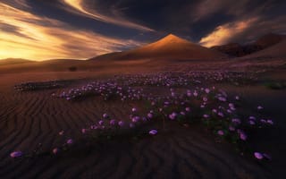 Картинка свет, дюны, цветы, пустыня, горы, природа, облака