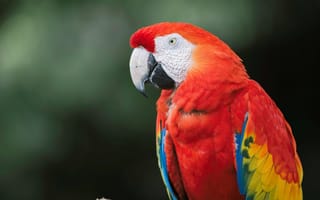 Обои красный, ара, птица, перья, попугай