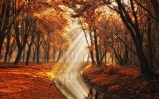 Картинка свет, деревья, вода, канал, lars van de goor, осень, лучи, фотограф, природа, парк