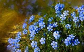 Картинка цветы, природа, голубые, лен
