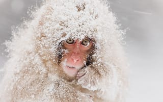 Картинка снег, обезьяна, snow monkeys, японский макак, природа