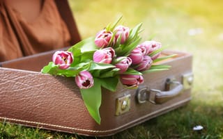 Картинка цветы, тюльпаны, чемодан, природа, трава