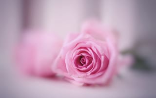 Обои макро, цветок, розовая, роза