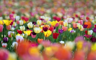 Картинка цветы, весна, тюльпаны, боке, разноцветные