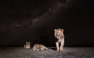 Картинка ночь, африка, лев, african wildlife, львы, природа, lions at night, замбия