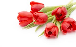 Картинка цветы, букет, краcный, парное, красные, тюльпаны, романтик, тульпаны, красива, пинк