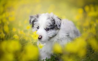 Картинка цветы, собака, бордер-колли, щенок, боке