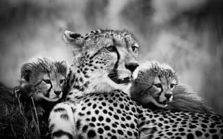 Картинка чёрно-белое, мама, гепарды, детеныши
