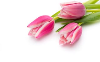 Картинка цветы, пинк, красива, парное, букет, тюльпаны, розовые, тульпаны