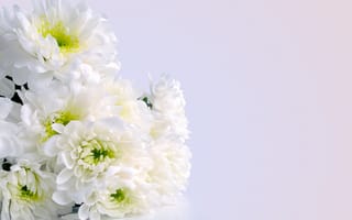 Картинка цветы, белые, хризантемы, белые цветы, букет
