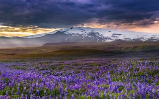Картинка цветы, луг, люпины, горы, исландия, rangarvallasysla
