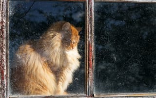 Картинка кот, рыжий, дом, окно, пушистый, кошка
